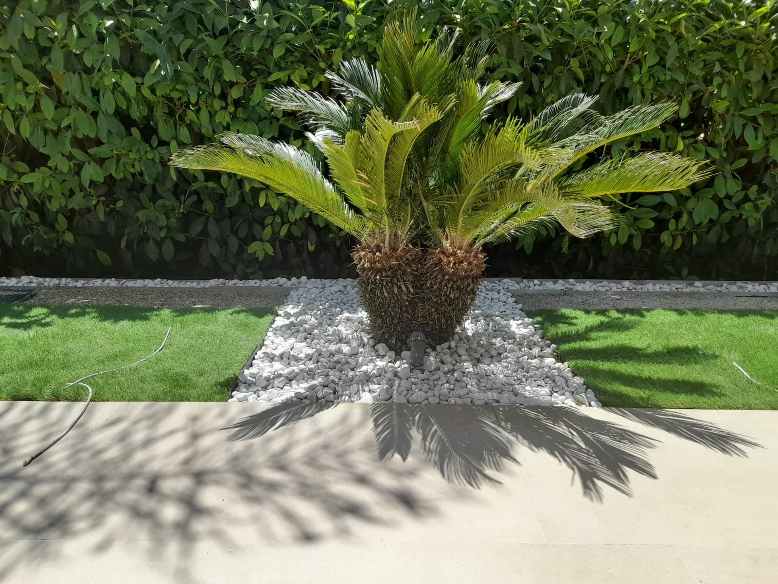 Palma ornamentale tra prato e ciottoli bianchi nel giardino