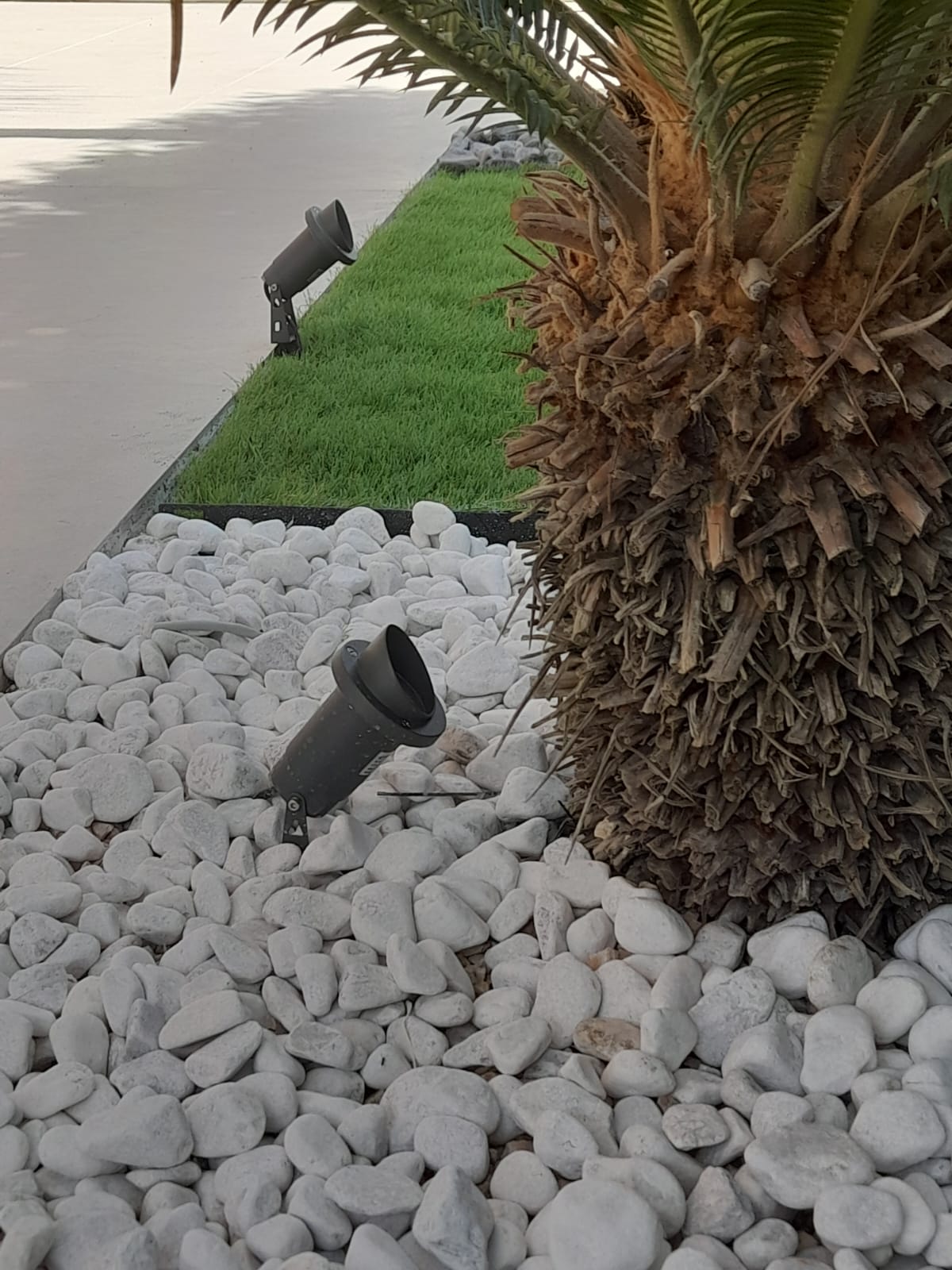 Palma e aiuole ornamentali nel giardino privato